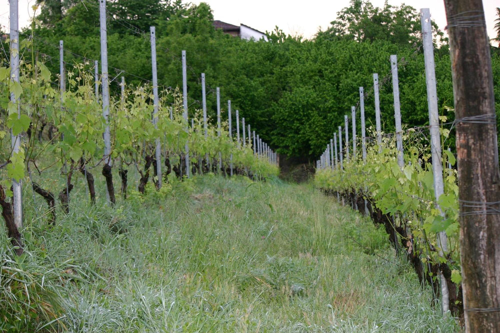 Cascina La Corte Neive Exterior foto